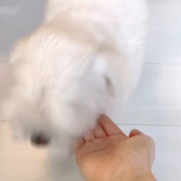 オテをスルーしてそのまま足元へ来るめそくん