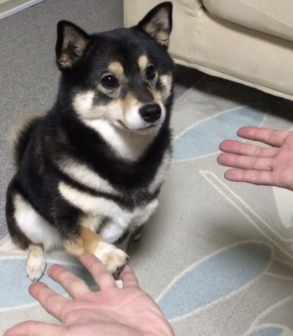 犬動画 おやつが消えるマジックに動揺するワンコが とっさにとった行動 いぬのきもちweb Magazine 犬動画 おやつが消えるマジックに動揺するワンコが とっさにとった行動 いぬのきもちweb Magazine