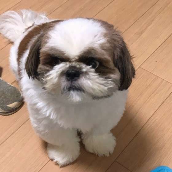 かわいいシー・ズー