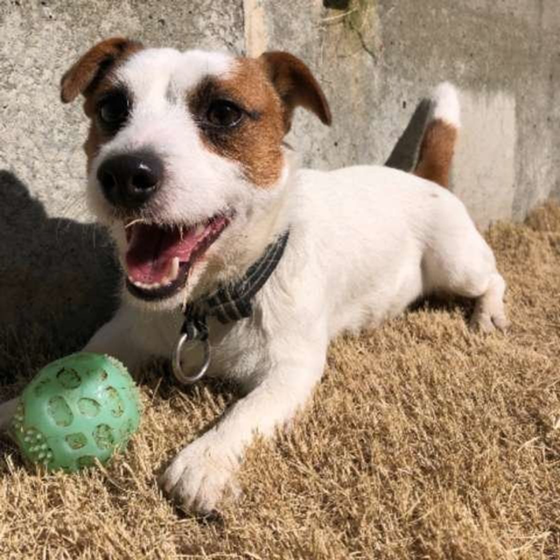 愛犬が逃げたとき 追いかけるのはng 正しい対処法とは いぬのきもちweb Magazine 愛犬が逃げたとき 追いかけるのはng 正しい対処法とは いぬのきもちweb Magazine