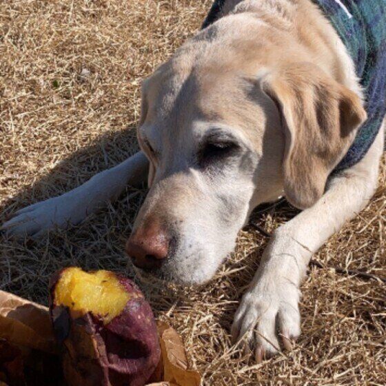 枯れ草の上に腹ばいになり、鼻先に置かれた焼き芋を見つめているラブラドール・レトリーバー