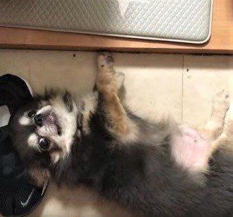 寝転がるチワワ