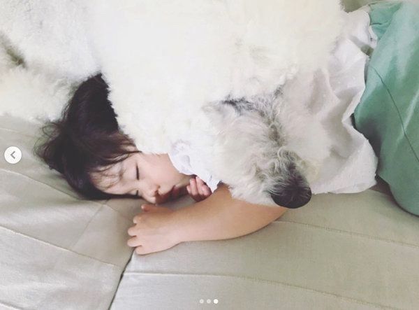 お昼寝するスタンダード・プードルと女の子