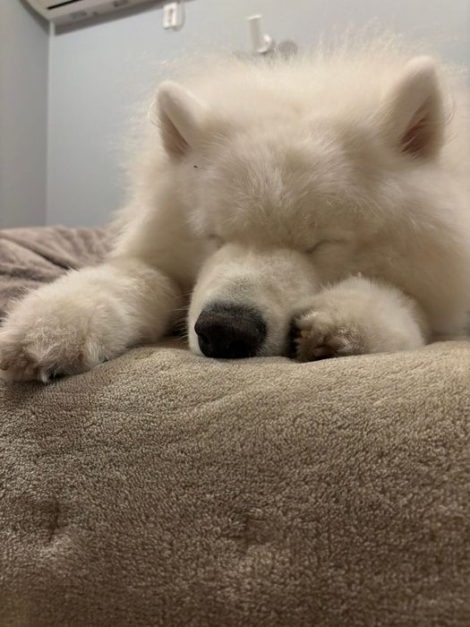 穏やかな表情で眠るわんさん かわいすぎる