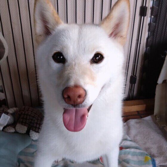 柴のはなちゃん