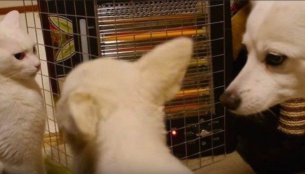 じゃれ合う犬と猫