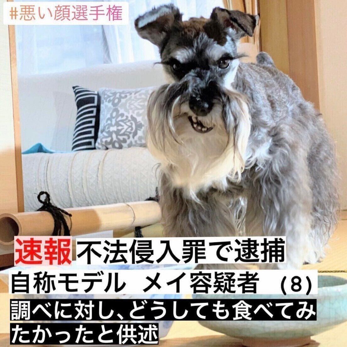 ミニチュアシュナウザーのメイちゃん