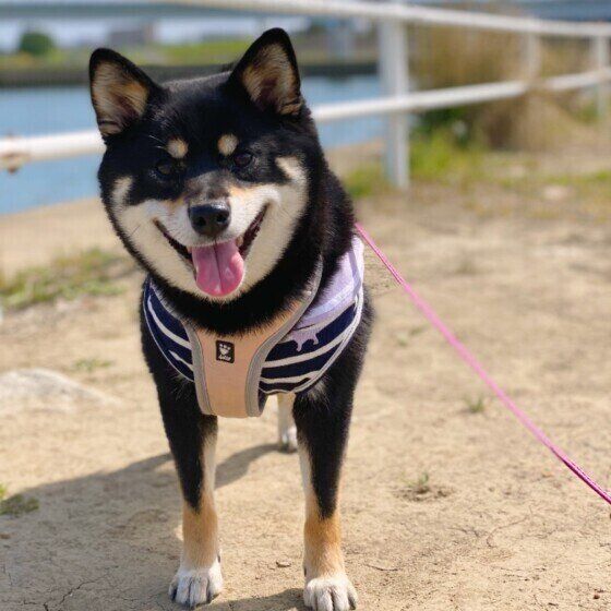 柴のラガーくん。お散歩が楽しいみたい♪