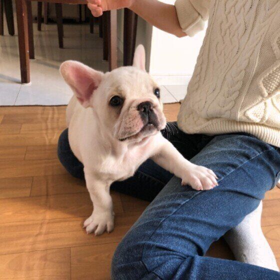 お手をするフレンチ・ブルドッグ