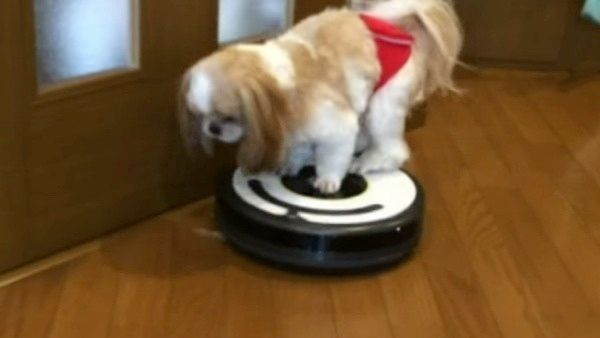 ルンバに乗るシー・ズー