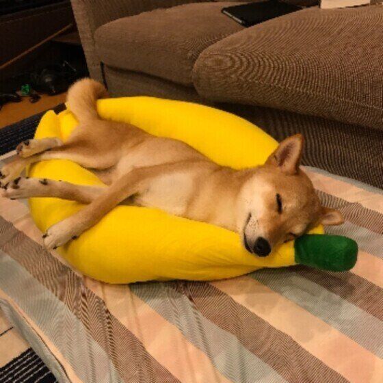 獣医師監修 犬にバナナを与えても大丈夫 バナナを食べるメリットと与え方を解説 いぬのきもちweb Magazine