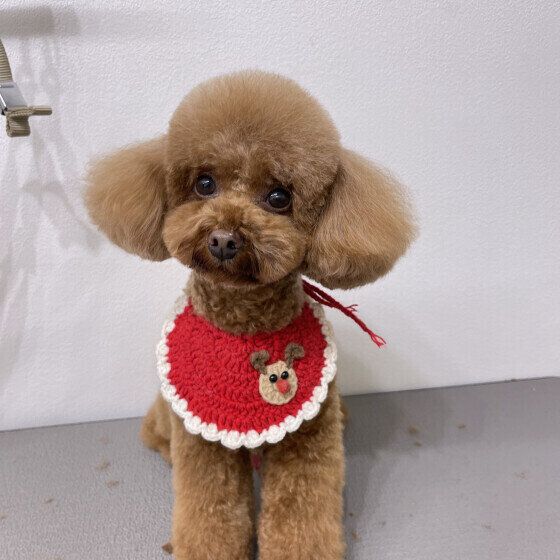 トイ・プードルのキラくん