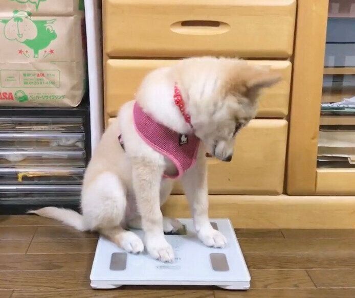 体重計に乗るつるちゃん