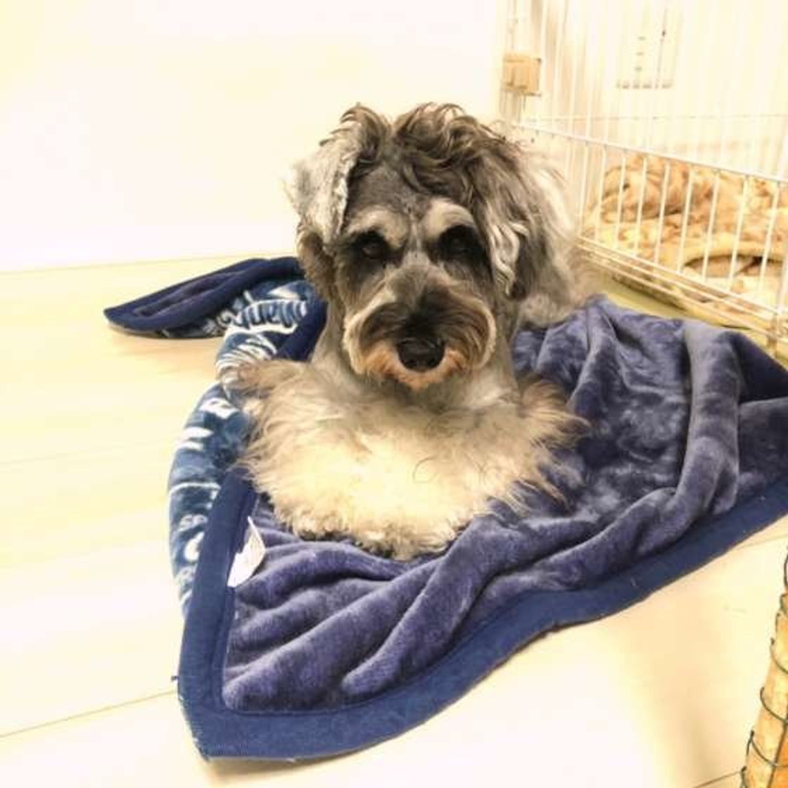 そそう や はみ出し 犬のトイレの失敗をなくす方法 いぬのきもちweb Magazine そそう や はみ出し 犬のトイレの失敗をなくす方法 いぬのきもちweb Magazine