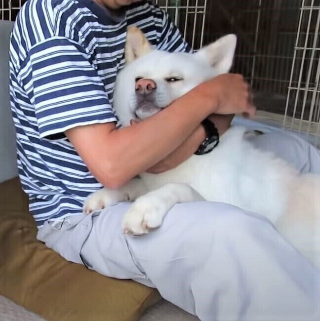 抱きしめられる秋田犬