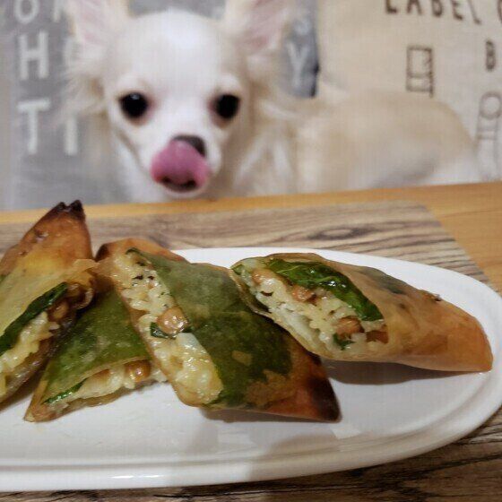 テーブルの上にある納豆入りの春巻きを、舌なめずりして食べたそうに見つめる白いチワワ