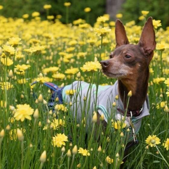 チワワのビビくん