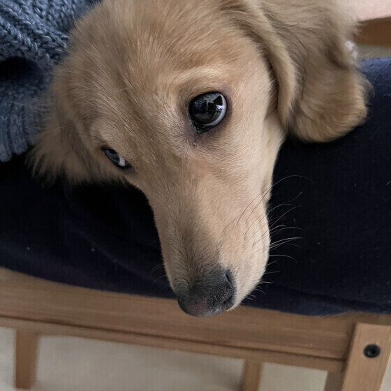 ミニチュア・ダックスフンドの七星くん