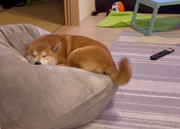 寝ながらしっぽをブンブン振り回す、こたろうくん