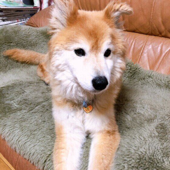 シニア犬は甘えん坊や寂しがりになる？寄り添ってほしいサインかも？ いぬのきもち