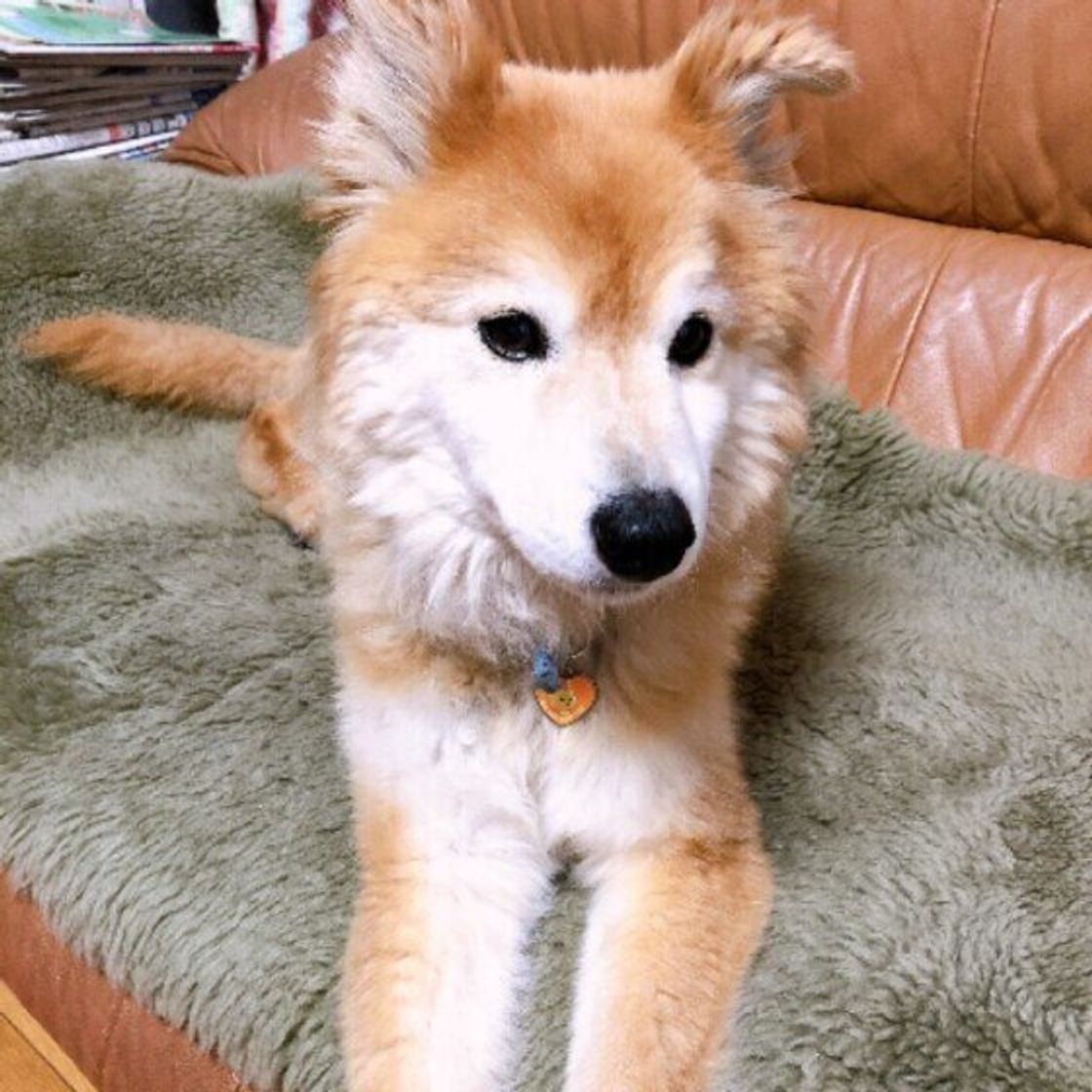 シニア犬は甘えん坊や寂しがりになるの 寄り添ってほしいサインの場合も いぬのきもちweb Magazine シニア犬は甘えん坊や寂しがりになるの 寄り添ってほしいサインの場合も いぬのきもちweb Magazine