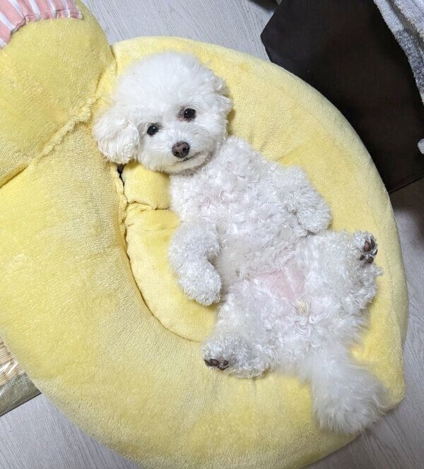 アヒルのベッドの中でくつろぐクルミちゃん