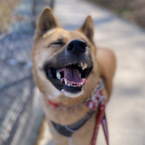 中型犬mixの笑顔