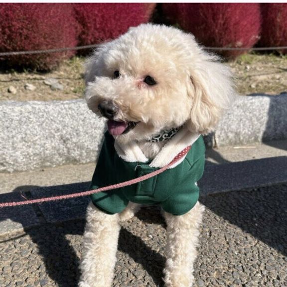 トイ・プードルのマロンくん