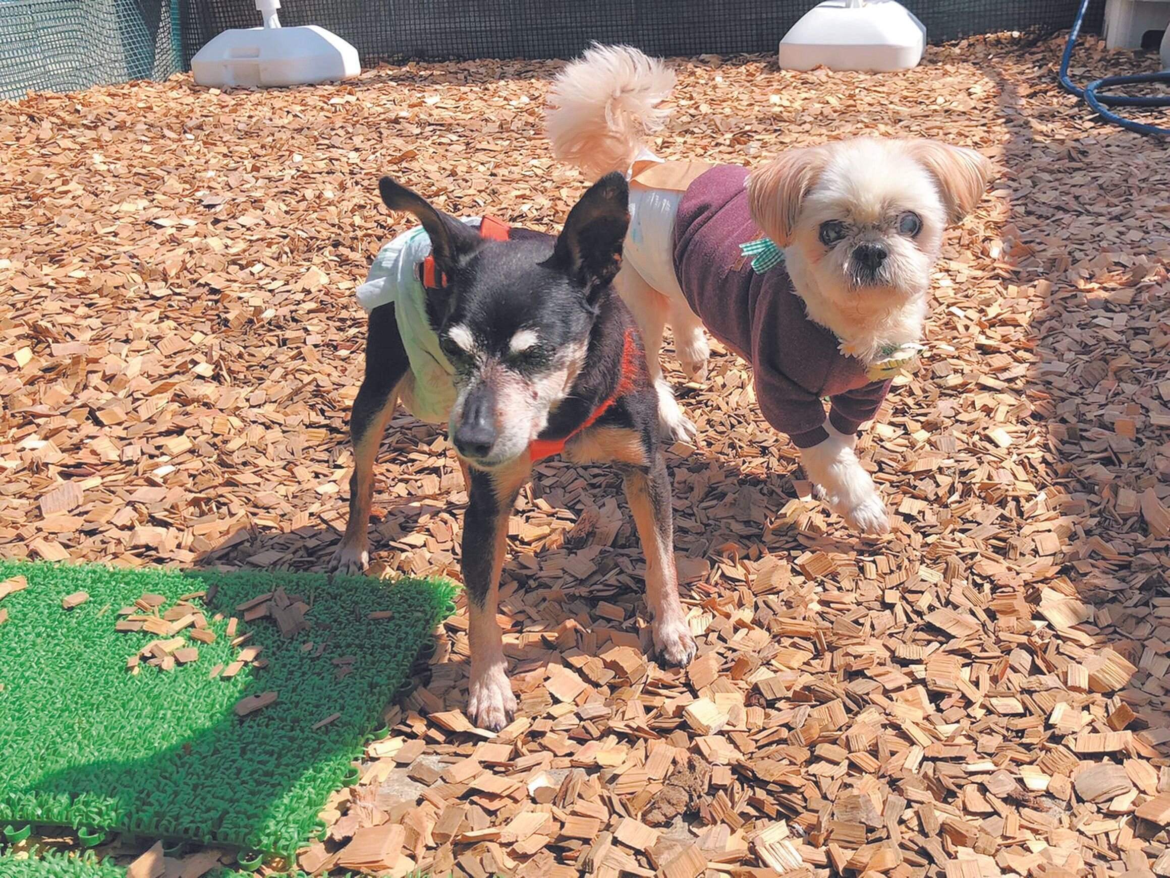 ホームのテラスには、足に負担のかからないウッドチップを敷きつめたスペースがあり、散歩が難しい犬はここで四本足で立つ練習や、歩行の練習をします