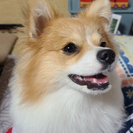 ららちゃん（Mix）