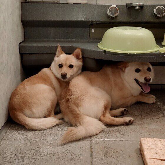 犬が雷を怖がる理由は？獣医師に聞いてみた いぬのきもち