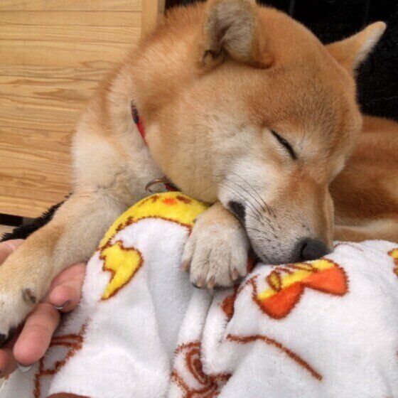 柴犬のころちゃん