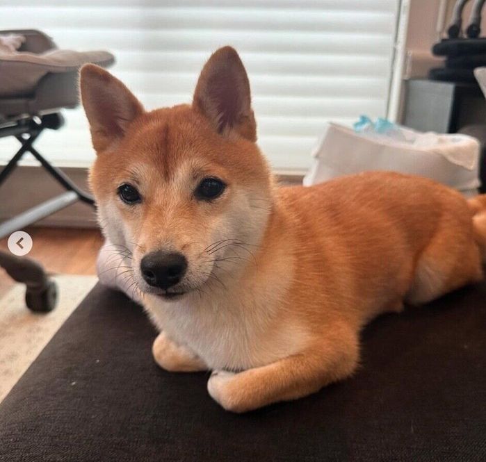 まったりするたまごちゃん