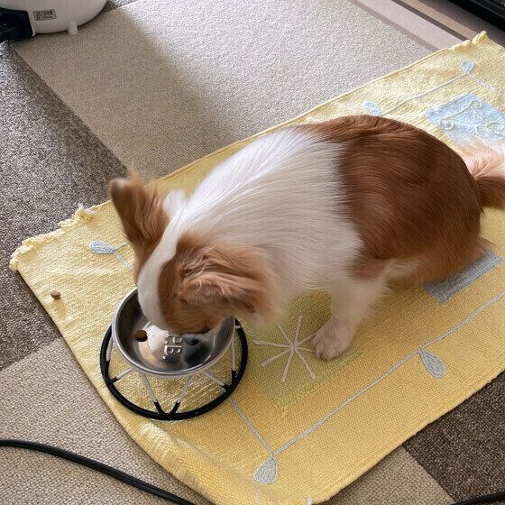 朝ごはんを食べる元ちゃん