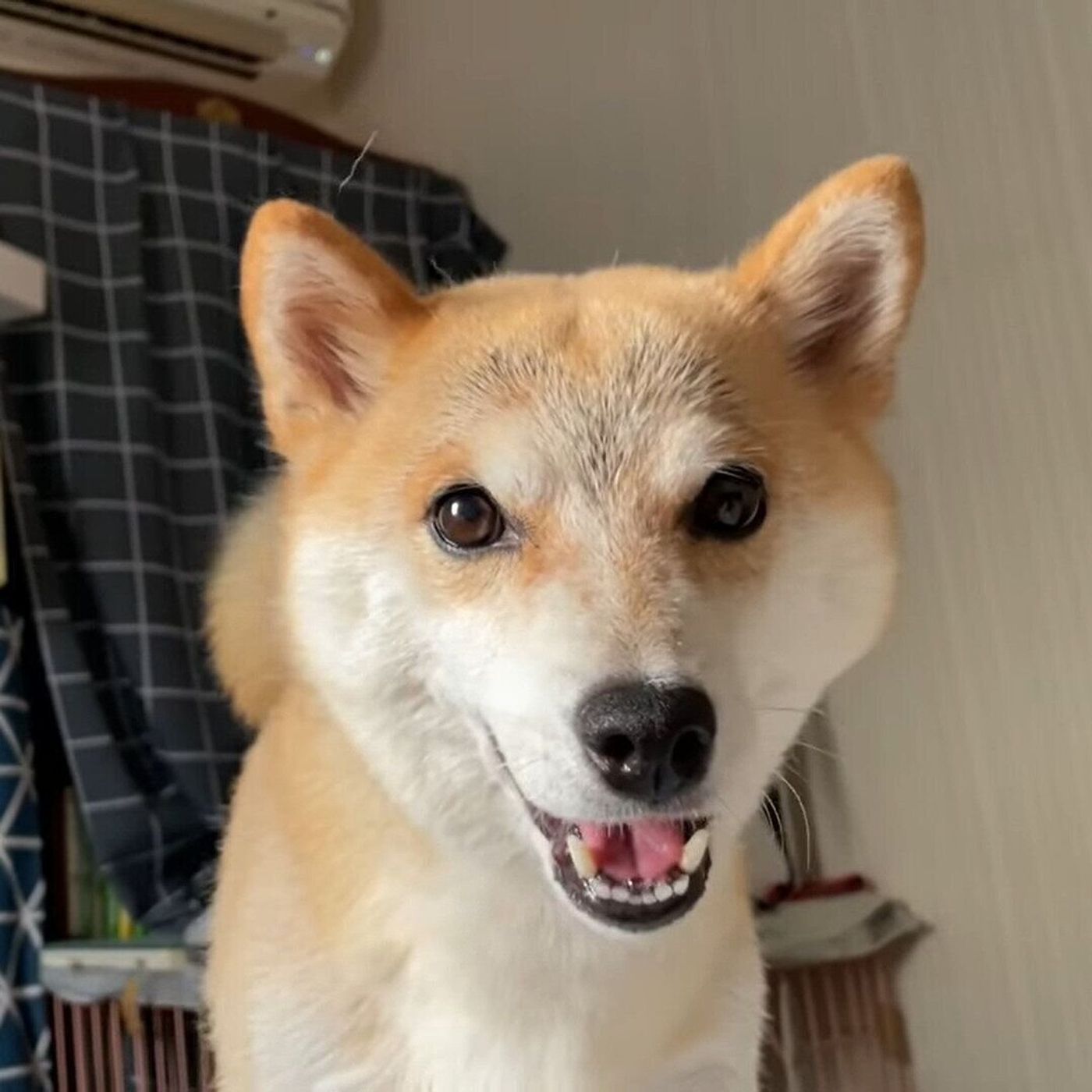 あそぼ 朝から極上の笑顔を見せてくれる とびっきりかわいい柴犬 いぬのきもちweb Magazine あそぼ 朝から極上の笑顔を見せてくれる とびっきりかわいい柴犬 いぬのきもちweb Magazine