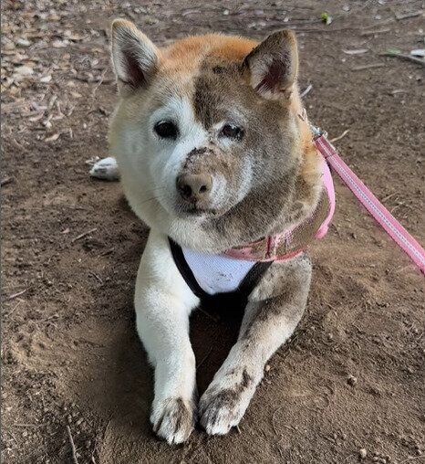 半分だけ泥がついたヒナちゃん