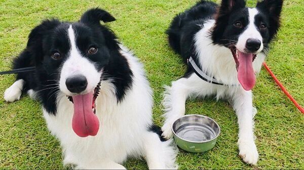 笑顔が可愛いチロルくんとノエルちゃん