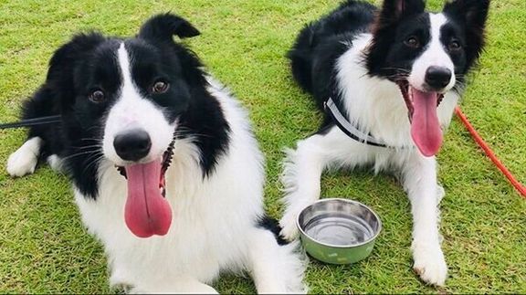 笑顔が可愛いチロルくんとノエルちゃん