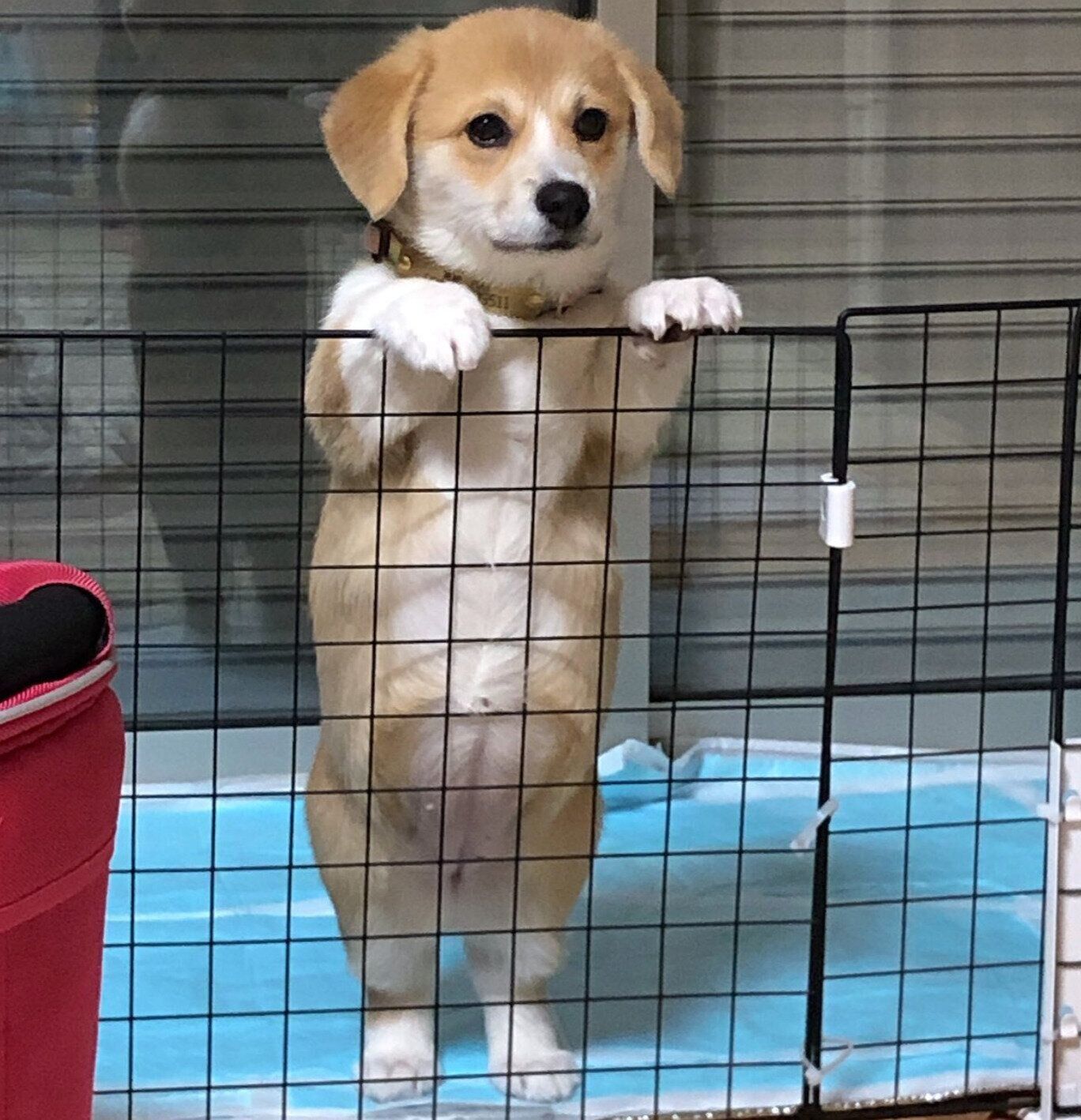 「ぽんぽこりんおなか」が可愛いらんちゃん