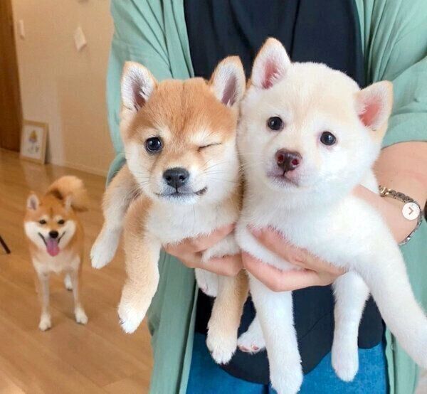 たまちゃんと再会した豆柴姉妹のモチ代さんとそれを見守る先住犬のにこちゃん