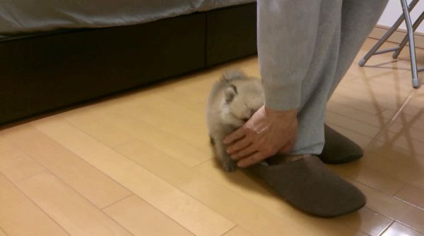 足にしがみつくポメラニアン