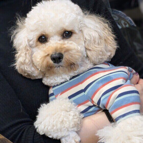 抱っこされている小型Mix犬