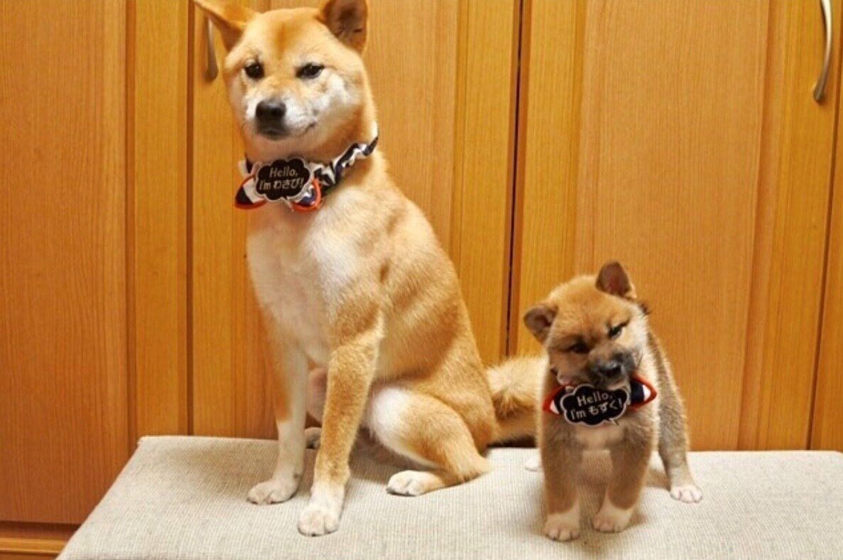 もずくくんと兄犬・わさびくん