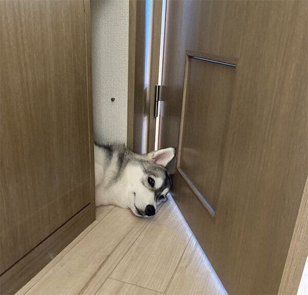 顔を出すみぞれちゃん