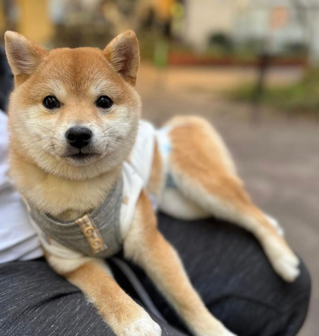 カフェに来たヴィヴィエンヌちゃん