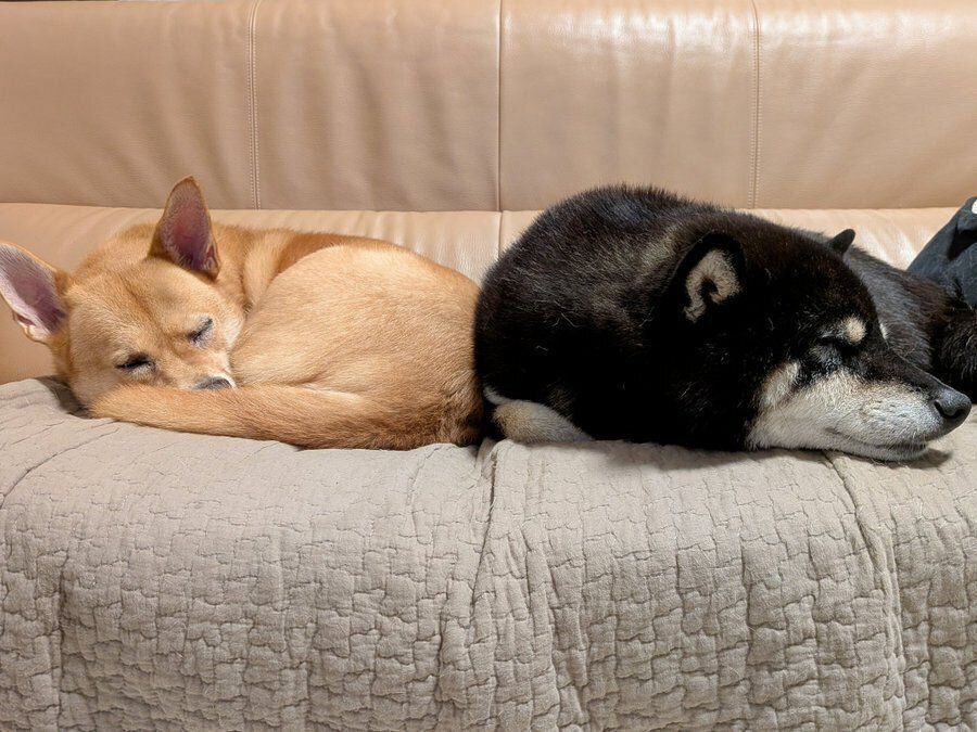 体をくっつけあって眠るノアちゃんとハッピーちゃん