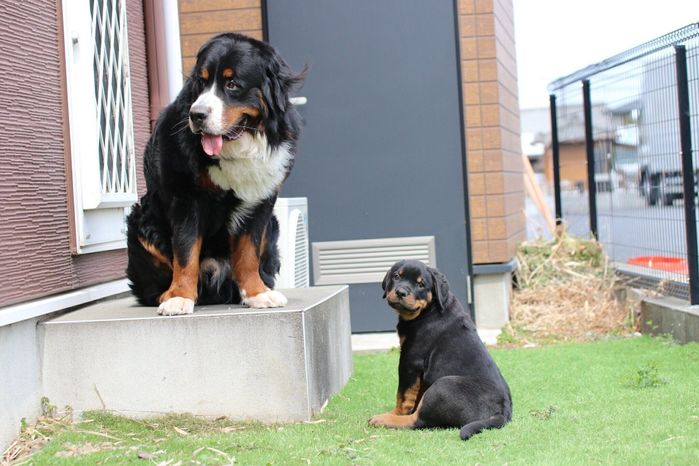 セドリックくんとタイカンくん