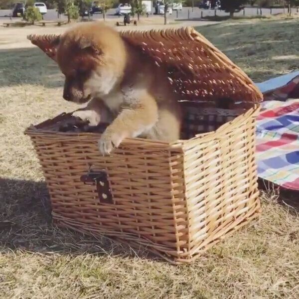 外の様子を伺うりんご郎くん