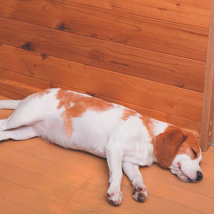 犬も人と同じように夢を見ている!?