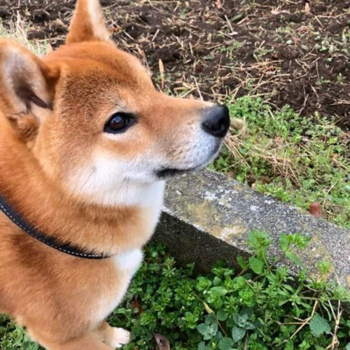 排泄後に後ろ足で地面を蹴る 犬 実は犬にもこだわりの理由があった いぬのきもちweb Magazine 排泄後に後ろ足で地面を蹴る 犬 実は犬にもこだわりの理由があった いぬのきもちweb Magazine